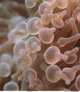 Corals 0064